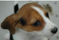photo of a puppy